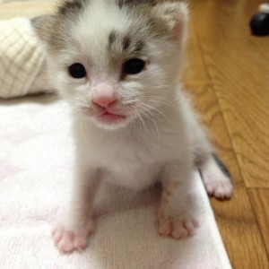 ペットと共に暮らす家づくりを考える・・・