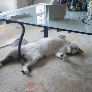 毎日平和なネコライフ