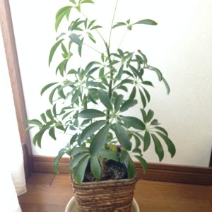 インテリアグリーン