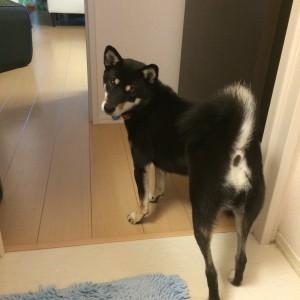 家づくり真っ最中！