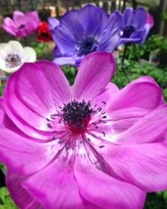 ﾊｰﾄの寄せ植え作りました♪