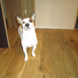 ペットと床の話