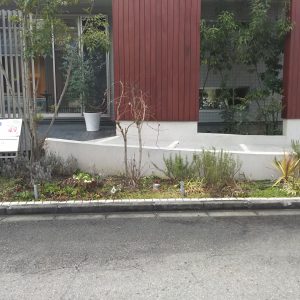 春なので・・・