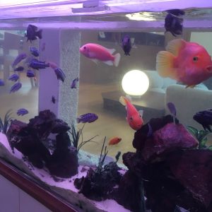 岡崎恒例！水槽掃除🐠