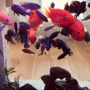 岡崎の元気なお魚さんたち