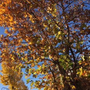 木々が秋らしい色に・・・