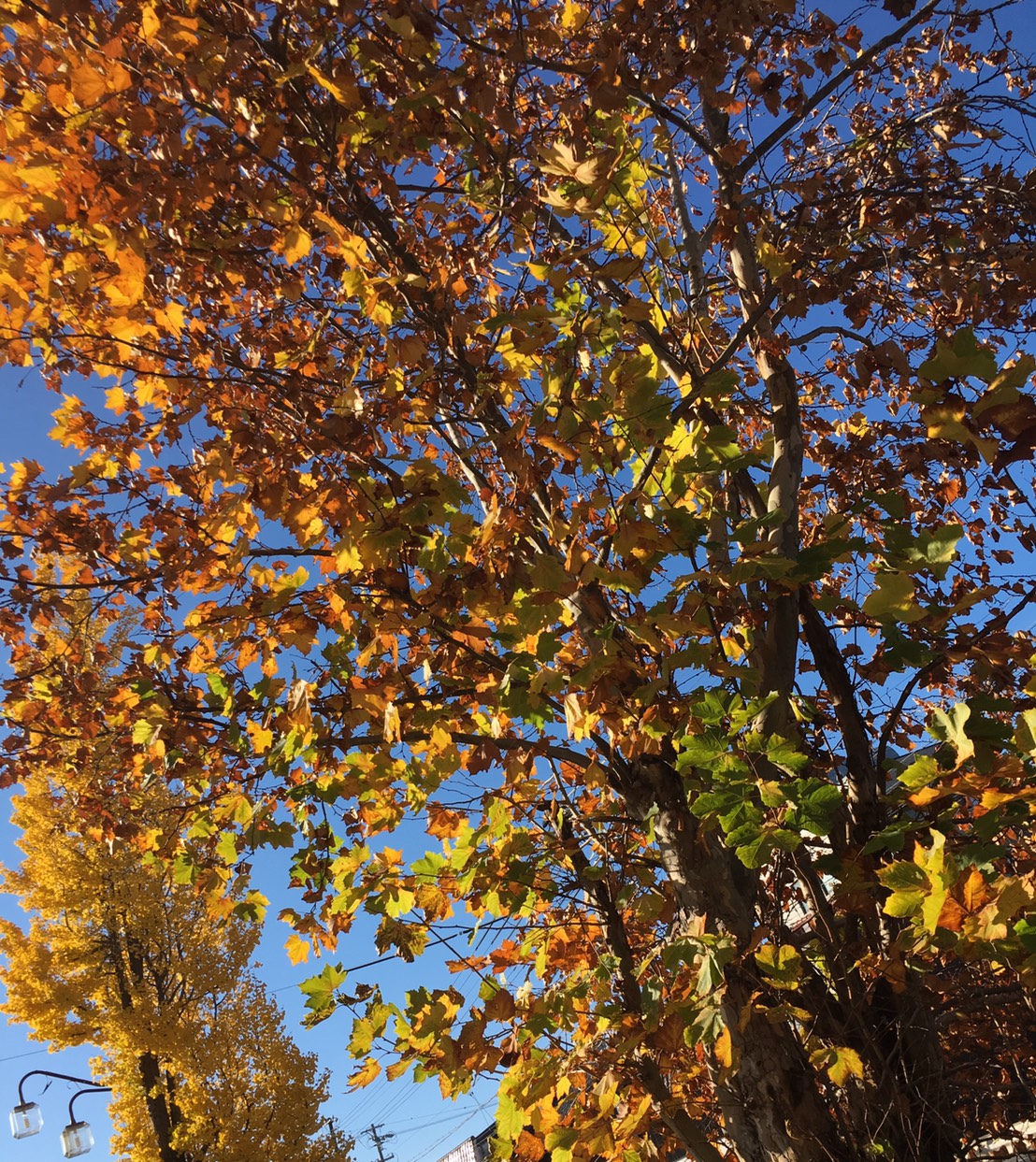 木々が秋らしい色に・・・