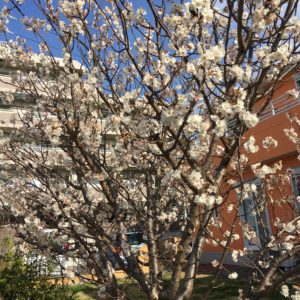 理想の洗濯スタイルは？