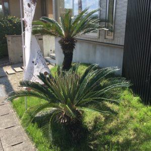 ソテツっていう植物を知ってますか？