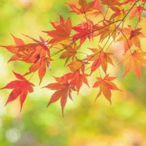 🍁　この季節がやって来た　🍁