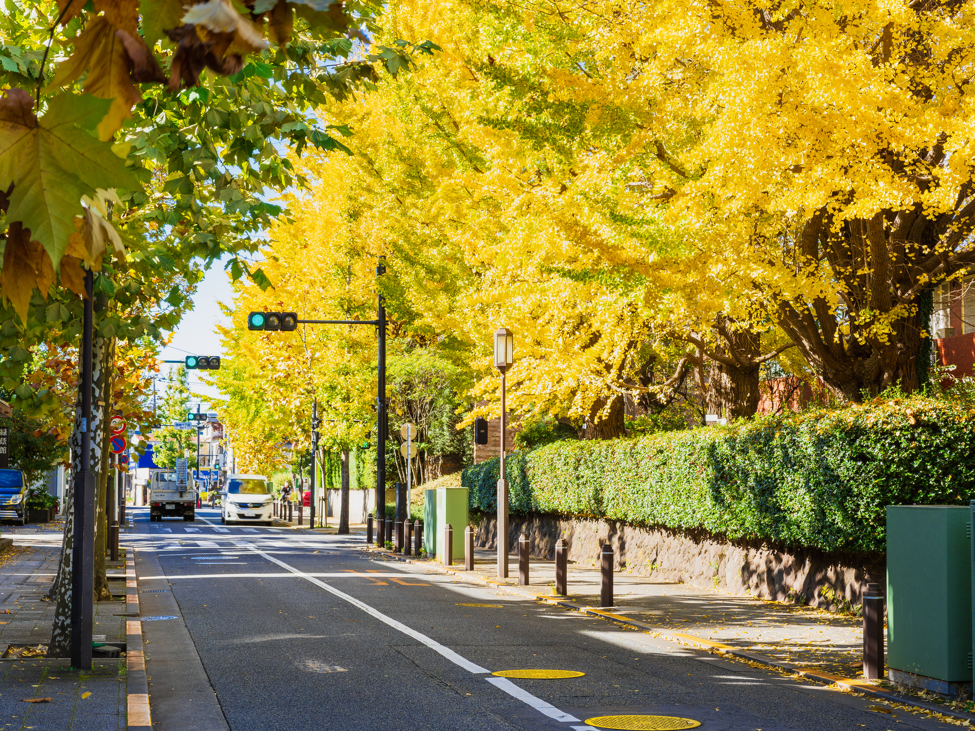 住宅街の秋景色 成城